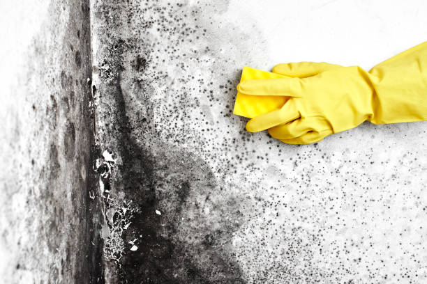 Best Black Mold Removal  in Rosharon, TX