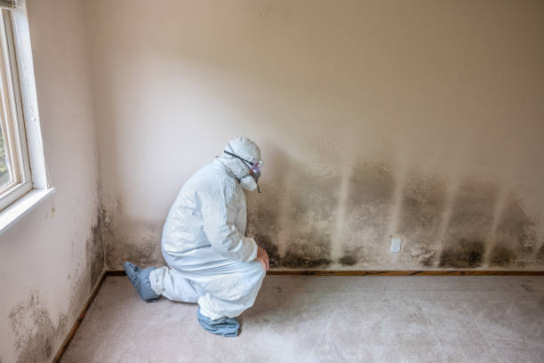 Trusted Rosharon, TX Mold Prevention & Removal  Experts